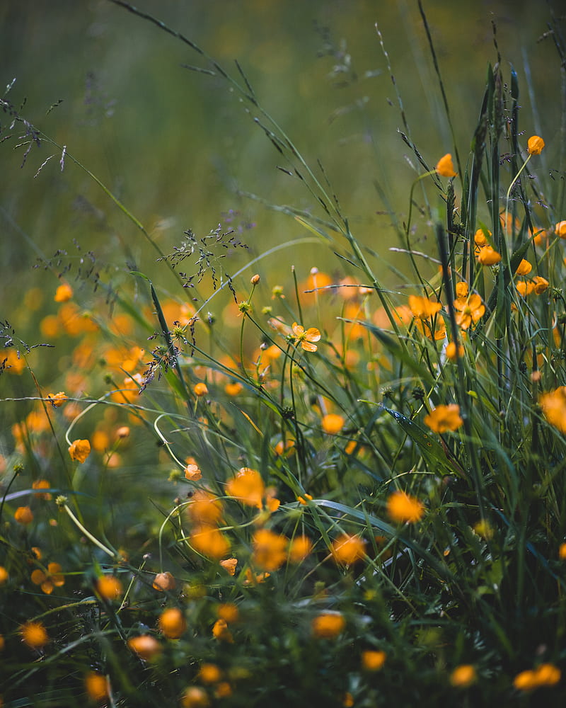 grass, flowers, yellow, field, wild, HD phone wallpaper