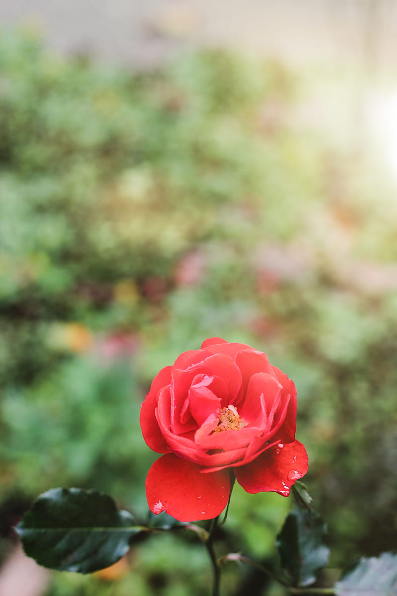 of red rose, HD phone wallpaper
