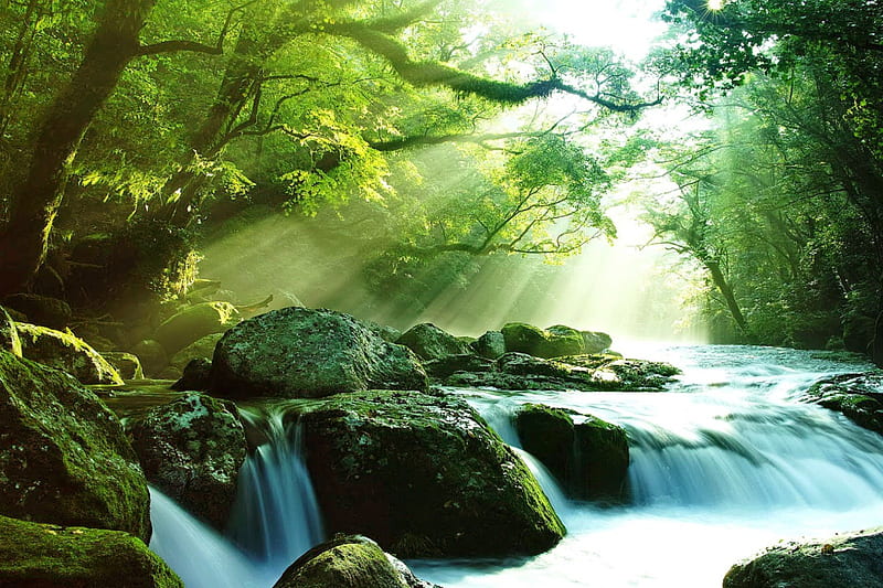 Forest sunlight, glow, shine, bonito, cascades, nice, calm, stones, river, sunrise, light, forest, lovely, sunlight, golden, creek, trees, serenity, rays, sunshine, nature, branches, HD wallpaper