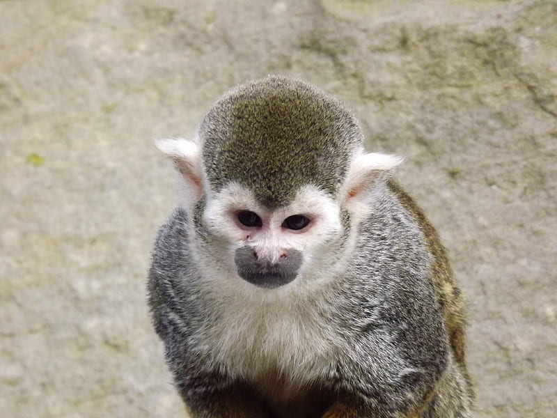 Grumpy Cheeky Common Squirrel Monkey, Squirrel Monkey, Monkey, Cheeky Monkey, Common Squirrel Monkey, HD wallpaper