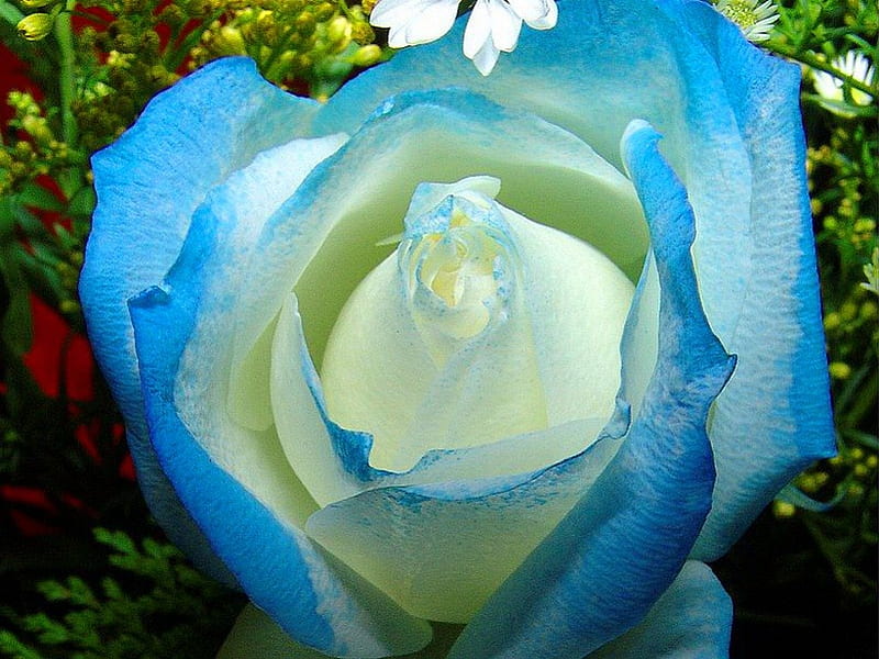 Blue, flower, tint, rose, HD wallpaper