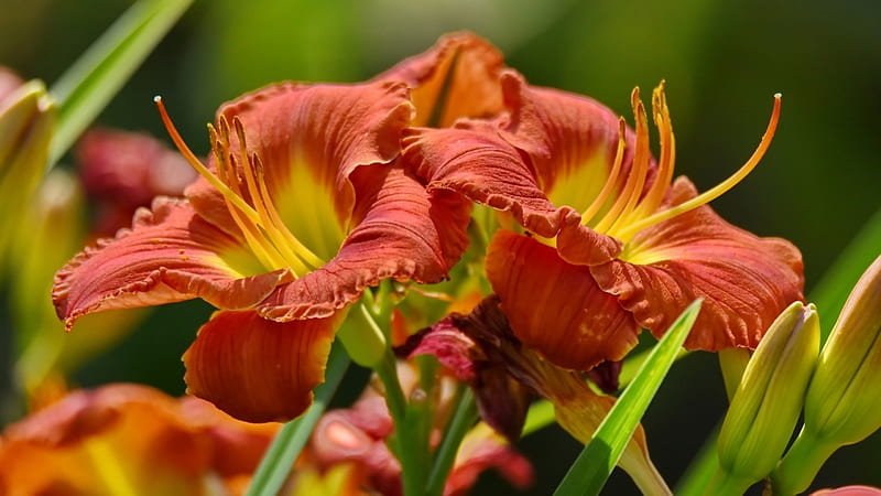Lilies, petals, buds, macro, HD wallpaper Lilies, petals, buds, macro, HD wallpaper