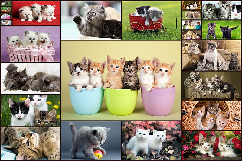 Kittens collage, collage, kitten, cat, animal, pisica, HD wallpaper