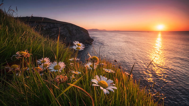 Biscay Camomile Coast With Flowers And Grass During Sunset Flowers, HD wallpaper