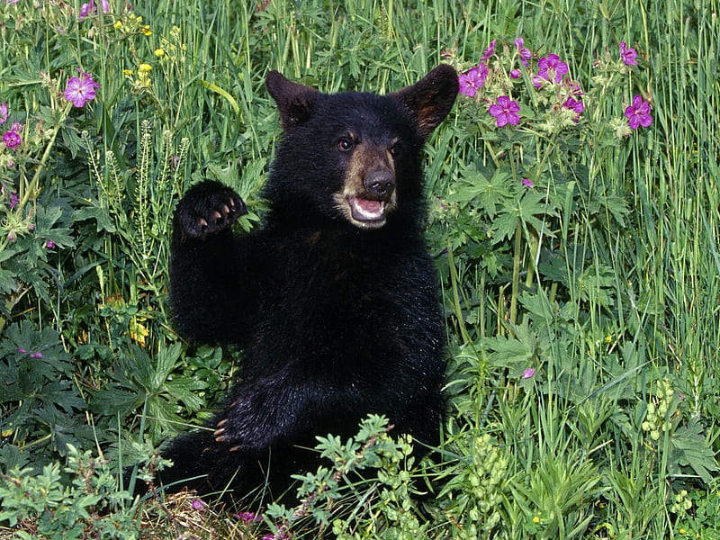 Hello, cub, black bear, HD wallpaper | Peakpx