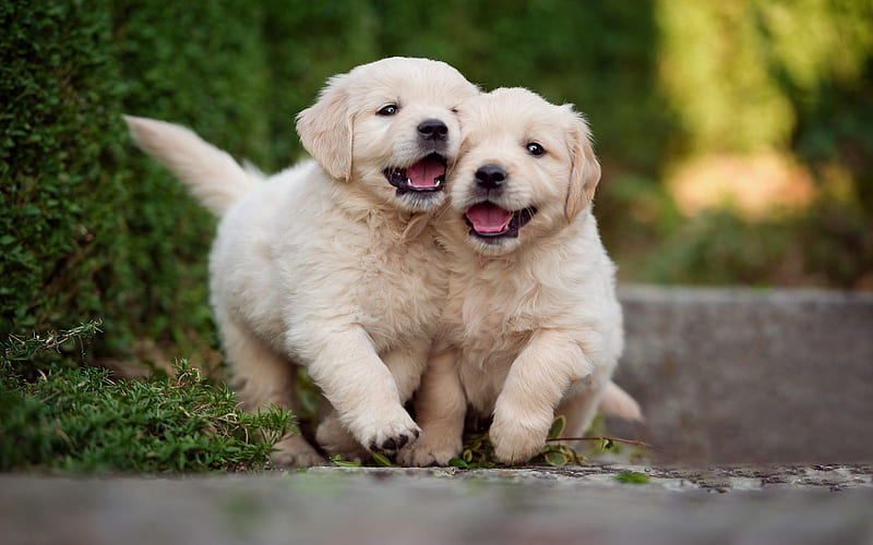 golden retriever, couple of small puppies, cute little dogs, labradors, puppies, dogs, HD wallpaper