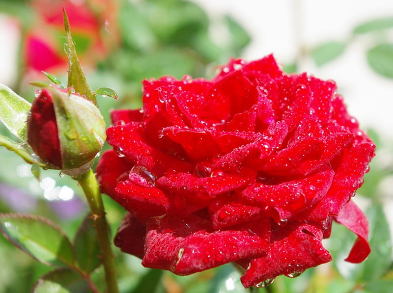 Rosas mojadas, rosas rojas, mojado, gotas de agua, flores, belleza, rosas, rosas  hermosas, Fondo de pantalla HD | Peakpx