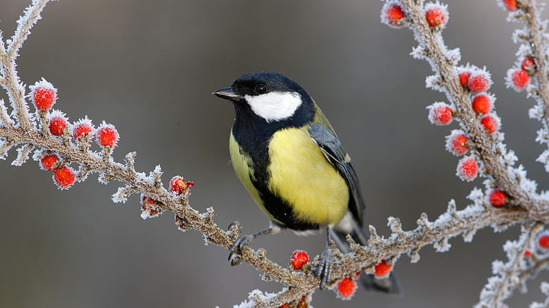 Yellow Black Bird Is Standing On Frozen Red Plum Fruits Tree Branch In Blur Background Birds, HD wallpaper