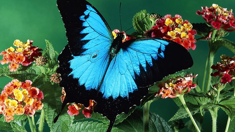 Blue Black Butterfly With Open Wings On Red Yellow Flowers Butterfly, HD wallpaper