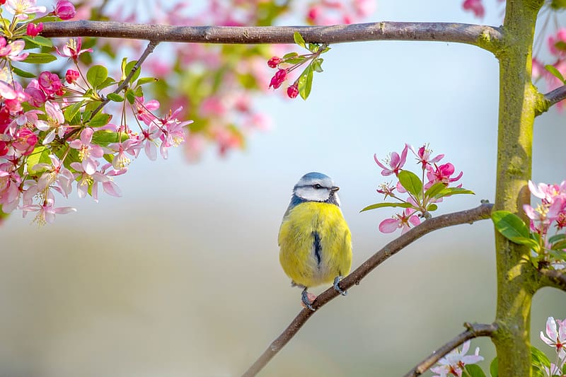 Birds, Flower, Bird, Branch, Animal, Spring, Titmouse, Blossom, Passerine, HD wallpaper