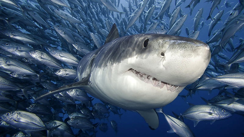 ruler of the ocean, fish, mean, ocean, animal, sea, shark, graphy, 3d, great white, scary, white, teeth, deadly, HD wallpaper