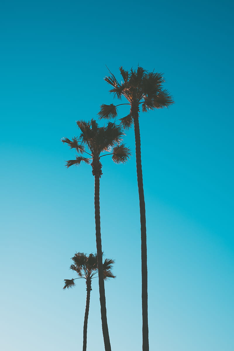 palm trees, sky, tropics, trees, blue, HD phone wallpaper