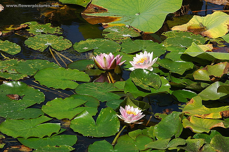 WATER LILIES, SPOT THE FROGS lilies, frogs, flowers, water, HD wallpaper