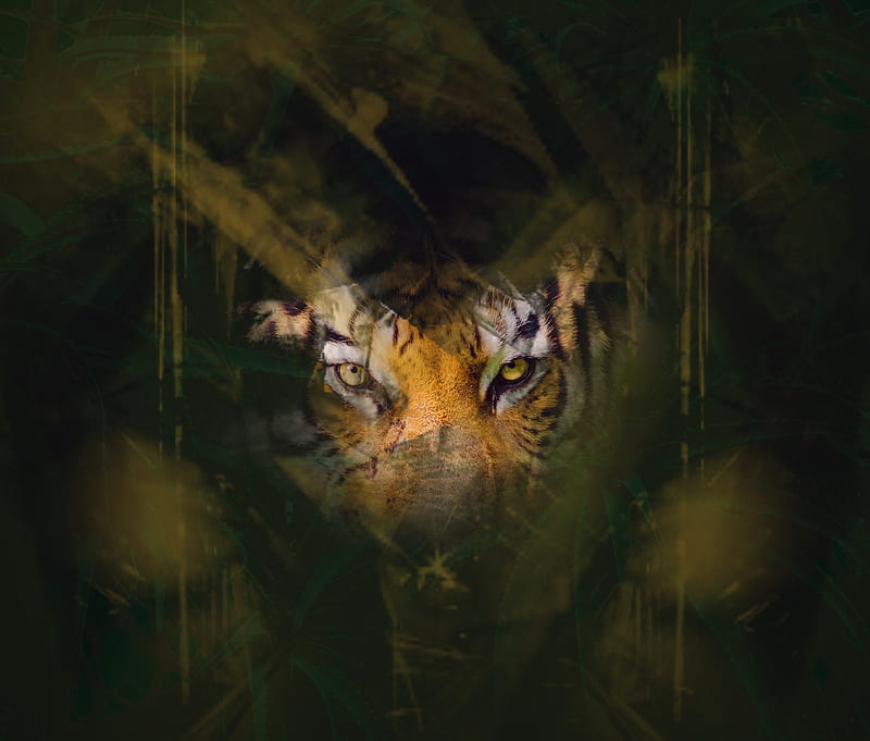 tiger, eyes, glance, hide, HD wallpaper