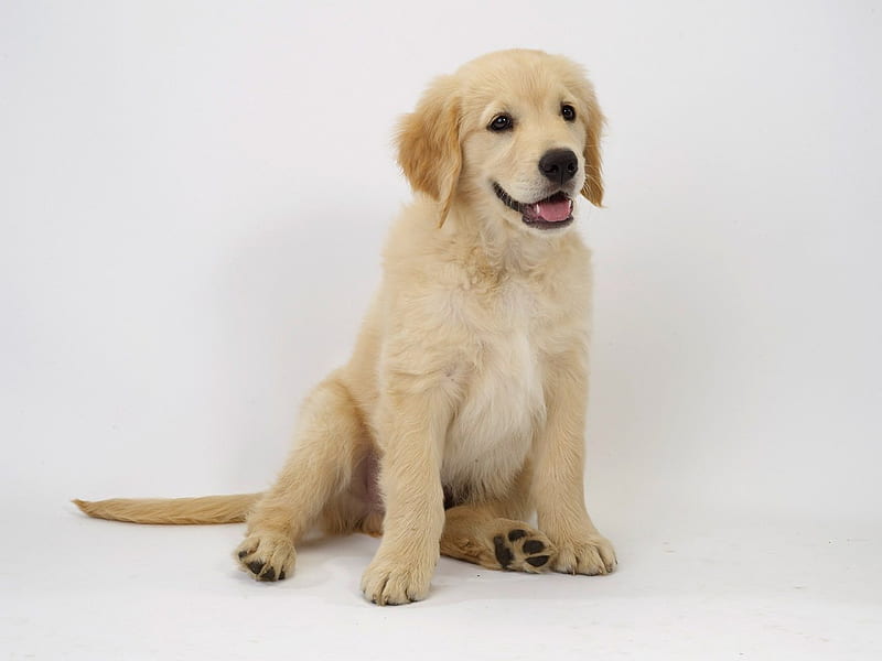 Young golden retriever, pet, puppy, dog, animal, golden retriever, HD wallpaper