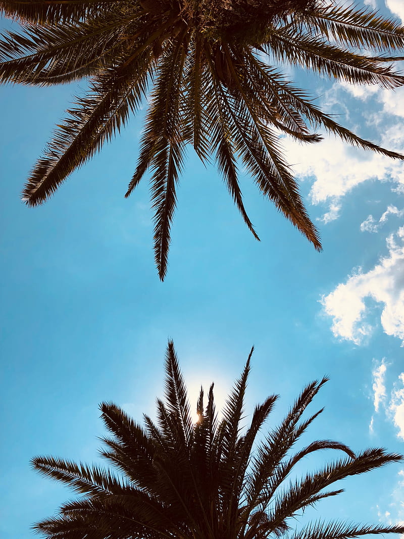 palm trees, bottom view, branches, sky, clouds, tropics, HD phone wallpaper