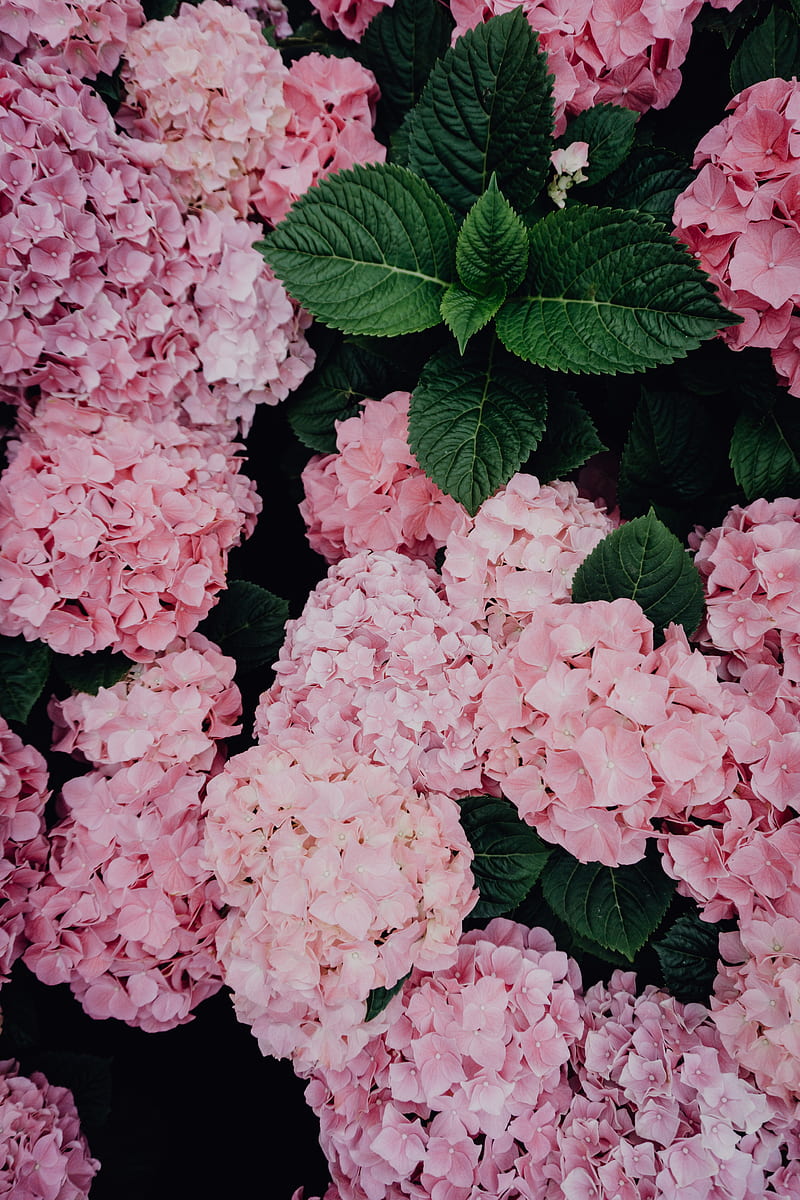 hydrangea, flowers, pink, inflorescences, bloom, HD phone wallpaper