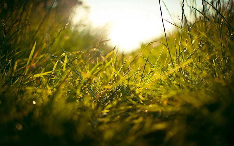 grass macro-Summer Nature, HD wallpaper
