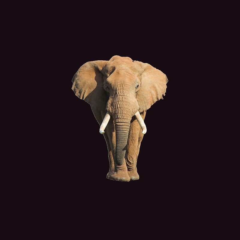 Elephant, night vers, pachyderm, trunk, tusks, HD phone wallpaper