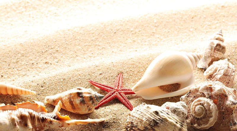 Sea Shells, pretty, wonderful, stunning, marvellous, bonito, adorable, sea nice, sand, outstanding, beach beaches sea star, super, amazing, fantastic, ocean, skyphoenixx1, summer, awesome, great, shells, HD wallpaper