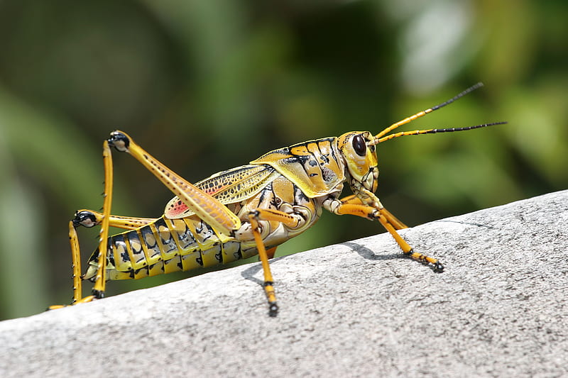 Grasshopper, bug, insect, bugs, nature, HD wallpaper