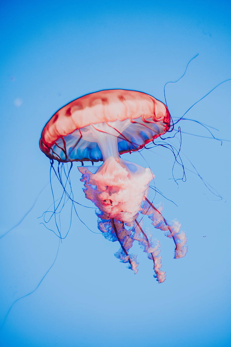 jellyfish, tentacles, creature, red, HD phone wallpaper