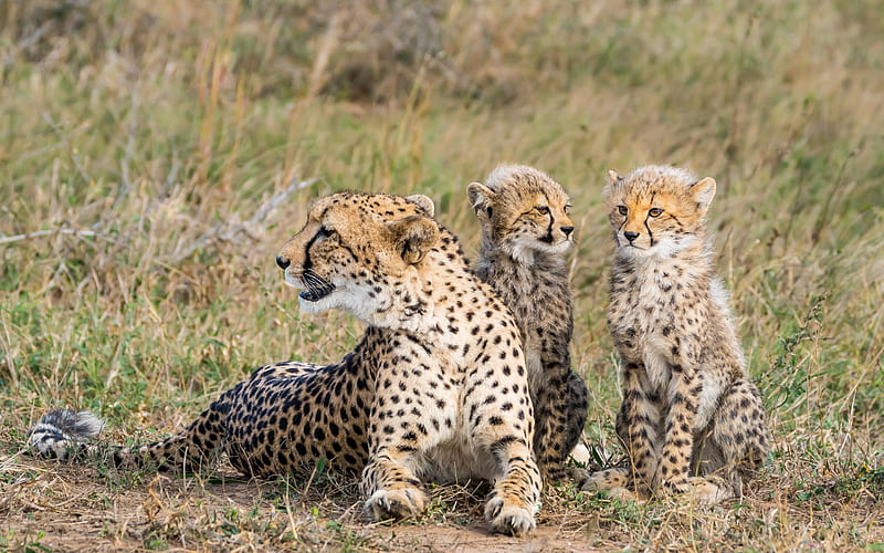 cheetah, family, mother and cubs, wild cats, Africa, dangerous animals, wildlife, HD wallpaper