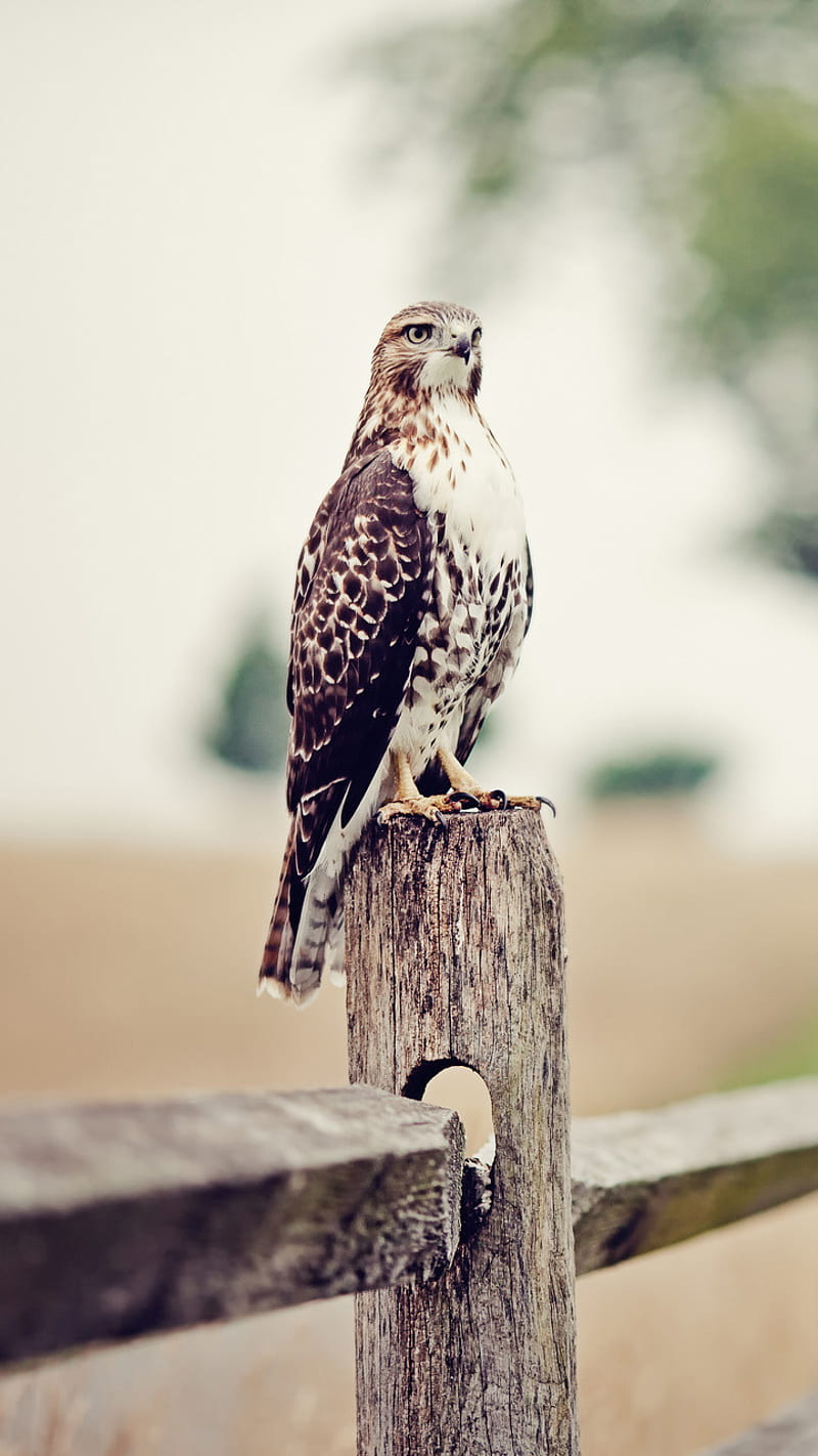 Hawk, bird, nature, sparrow, HD phone wallpaper
