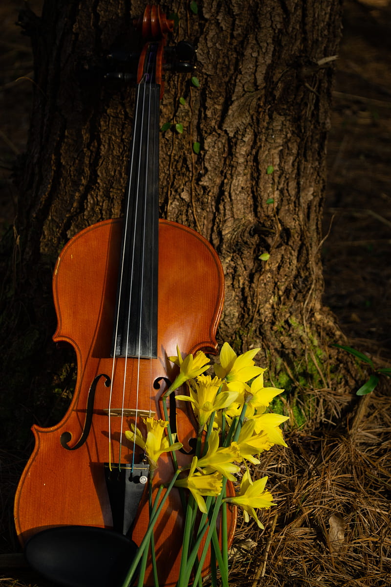 violin, musical instrument, flowers, HD phone wallpaper