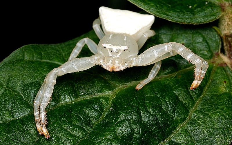 White Crab Spider, bugs, spider, fellow, leafs, cute, graphy, macro, nature, white, arachnids, HD wallpaper