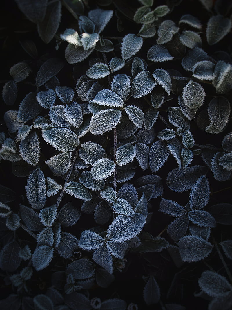 plant, leaves, frost, macro, HD phone wallpaper