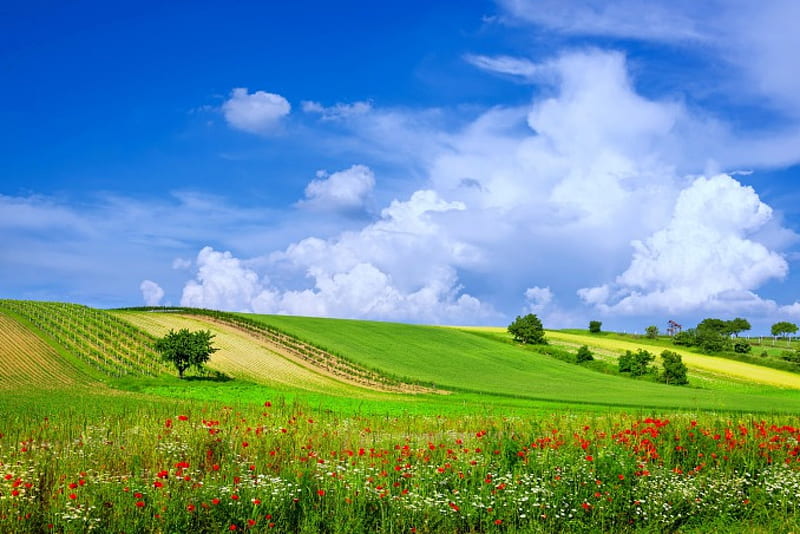 Summer field, pretty, lovely, grass, greenery, poppies, bonito, sky, freshness, summer, field, landscape, meadow, HD wallpaper