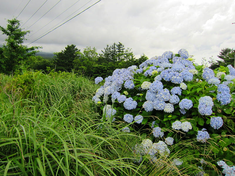 Hortensia, flores, verde, azul, Fondo de pantalla HD | Peakpx