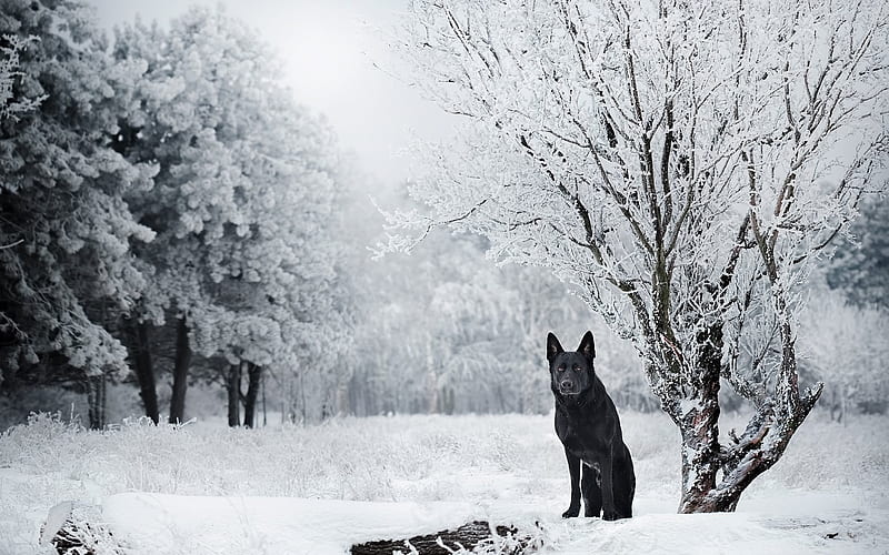 winter, german shepherd, black dog, forest, dogs, HD wallpaper