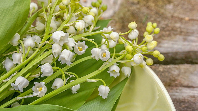 Lily Of The Valley Flowers, HD wallpaper