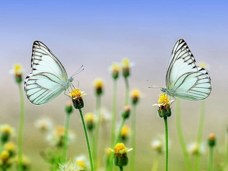 WHITE BUTTERFLIES, INSECTS, WHITE, TWO, BUTTERFLIES, HD wallpaper