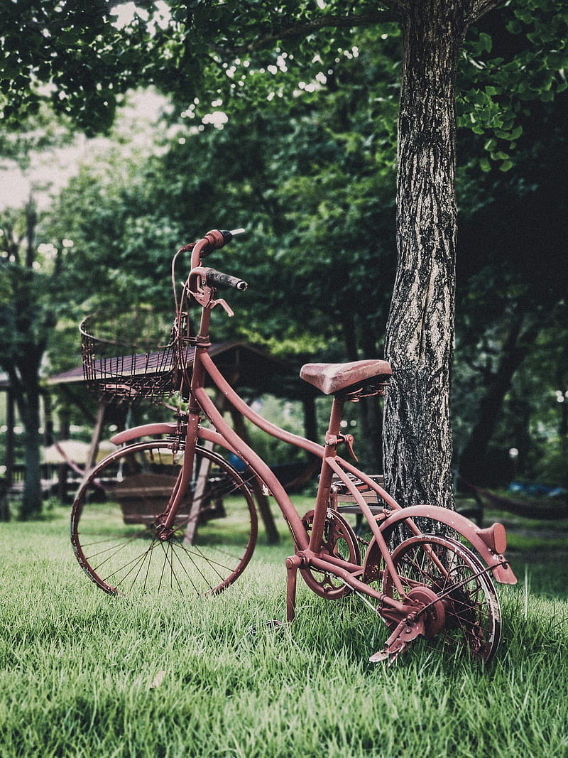 bicycle, vintage, decoration, garden, HD phone wallpaper