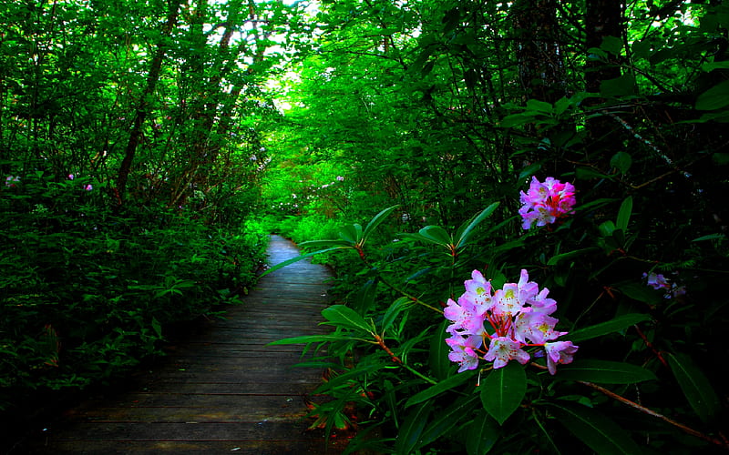 CRANBERRY GLADES RHODODENDRON, forest, scenic, trails, botanical, summer time, graphy, hiking, nature, boardwalk, HD wallpaper