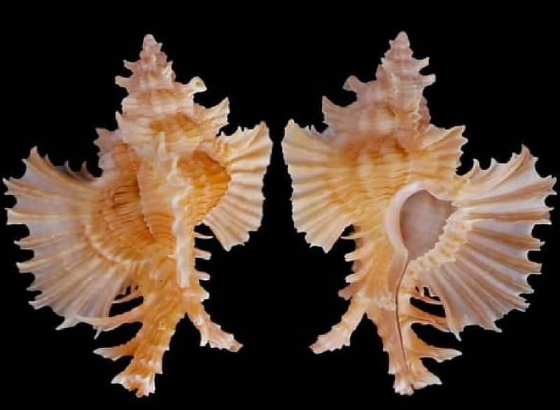 Gastropods Shells, Malacology, Mollusks, Snail, HD wallpaper