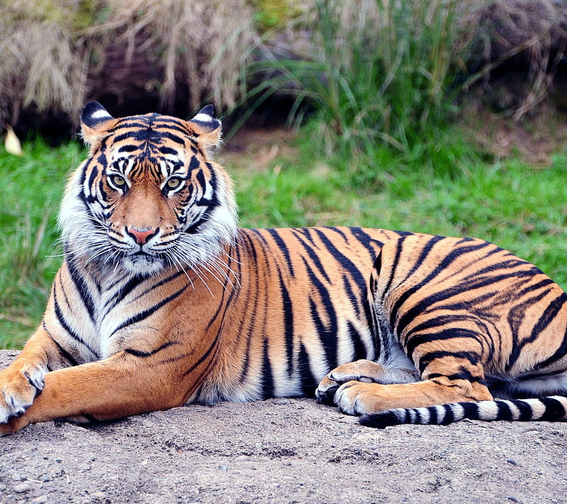 Tiger, courageus, dangerous, hunter, smart, solitary, wild, HD wallpaper