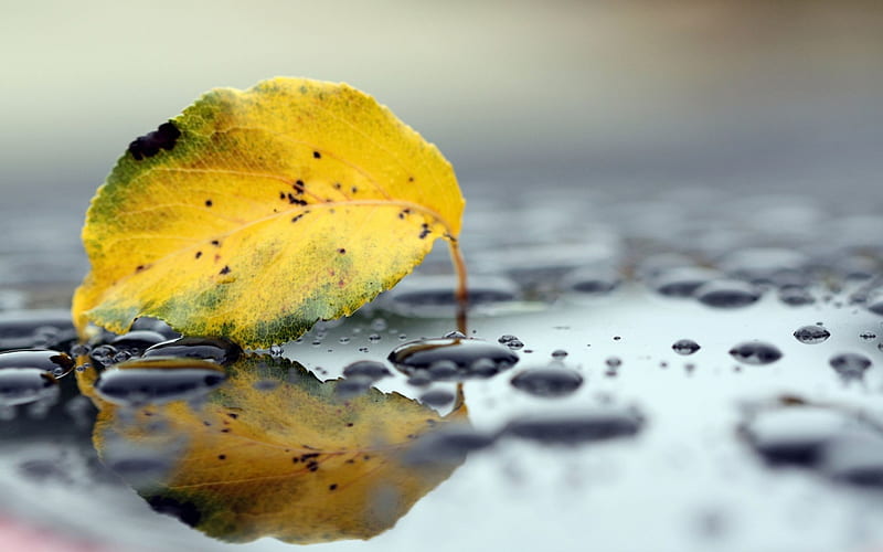 Fallen Leaf, fall, autumn, yellow, drops, leaf, fallen, graphy, water, nature, HD wallpaper