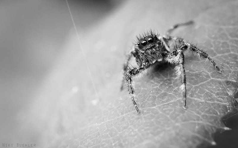 Living in to the Nature, black, spider, cute, graphy, macro, nature, wolf, white, arachnids, HD wallpaper