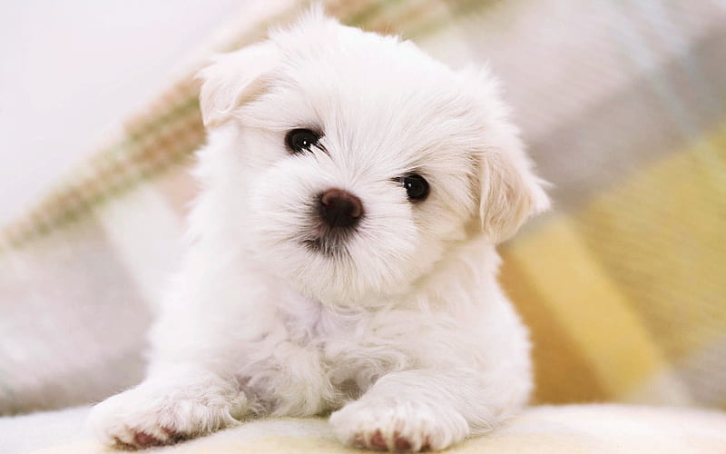 Cute Puppy, Teacup Dogs, HD wallpaper | Peakpx