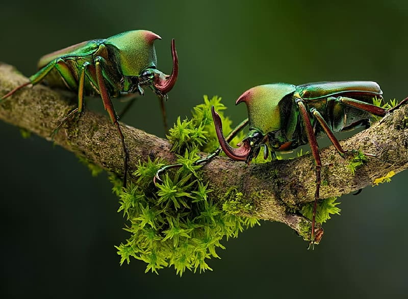 Beetles, insects, entomology, animals, zoology, HD wallpaper
