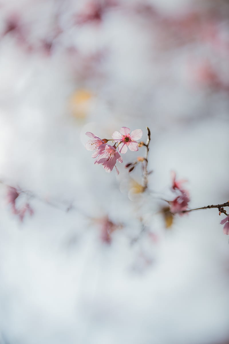sakura, flowers, branch, macro, HD phone wallpaper