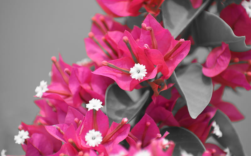 Pink and Black Flower Ultra, Nature, Flowers, Contrast, Macro, bougainvillea, HD wallpaper