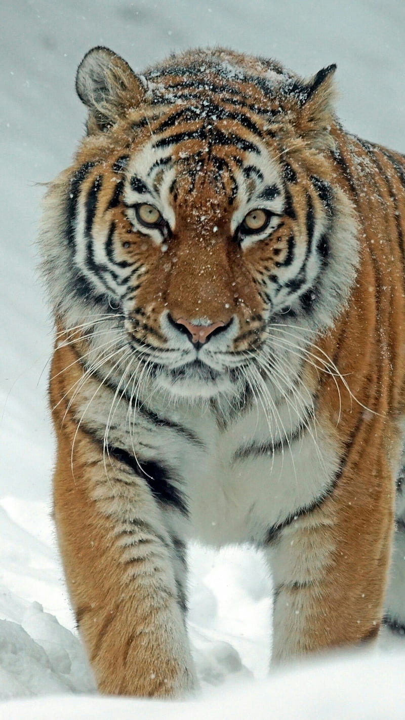 Tiger, animals, tigers, winter, HD phone wallpaper | Peakpx