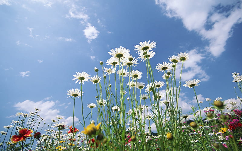 Flores del cielo azul, flores del cielo, azul, Fondo de pantalla HD | Peakpx