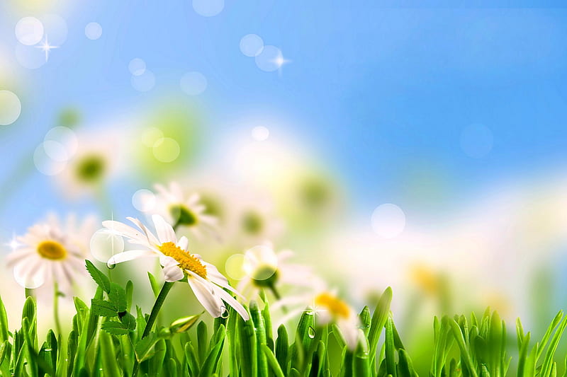Daisy flowers, summer, flowers, sunshine, camomile, daisy, field, meadow, HD wallpaper