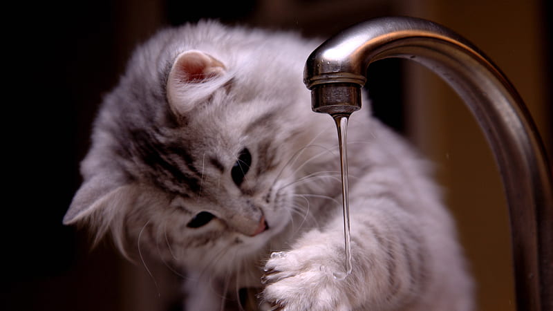 Cat Is Washing Hand Cat, HD wallpaper